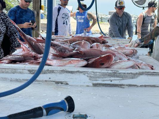 Some of the boat's haul. Everyone got 2 fish per person.