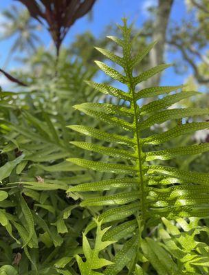 Gorgeous greenery, plants and flowers in the Hawaiian Garden!