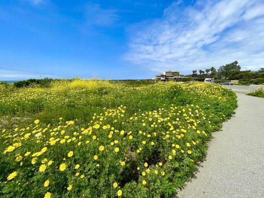 Wildflowers