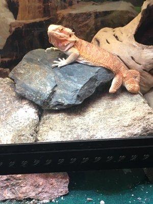 Geckos and bearded dragons