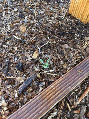 My first California Golden Poppy!