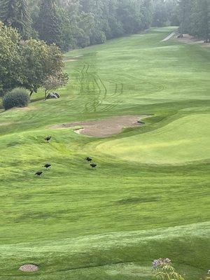 Wild turkeys own the golf course