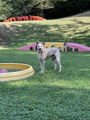 Magnificent dog park at About Pets Center.  Charlie would agree.