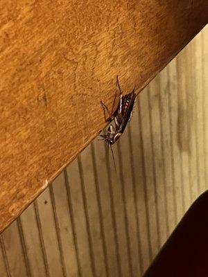 Cockroach on the bar right before it jumped into his lap.