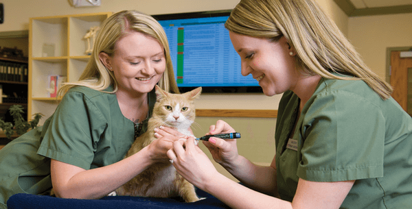 Lakewood Animal Hospital