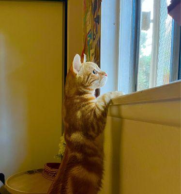 Garfield enjoying bird watching after recovering from surgery, Dr Munson is the best and of course staff too