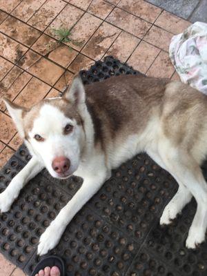 My name is Zero I will be seeing you soon for a check up. And I am three years old Husky.