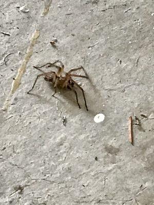 Nothing like a big old hobo spider to cheer up your day. Glad this thing was no longer allowed to run around.