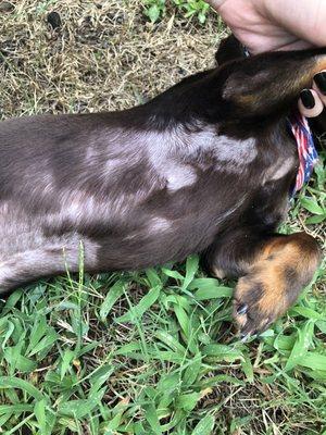 Uneven rough cut on pups chest and armpits- in patches.