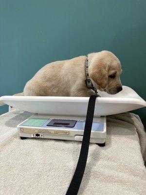 Wendy weighs 8.75 pounds! Just a nugget