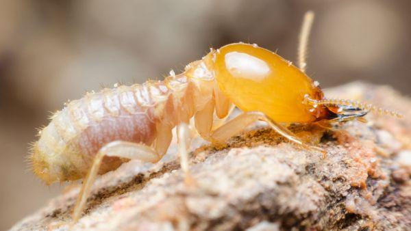 Drywood Termite Soldier, these types of termites protect the colony from other insects like ants.