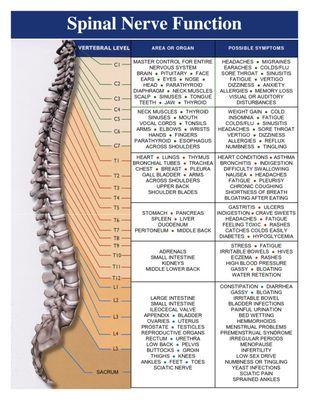 Autonomic Nervous System Chart