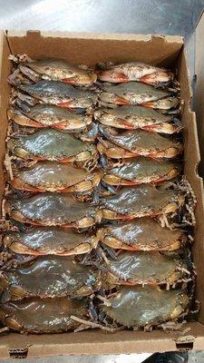 Live Soft Shells