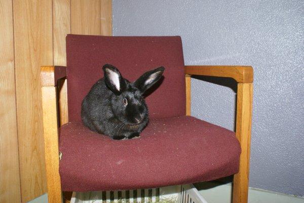 Therapy Rabbits