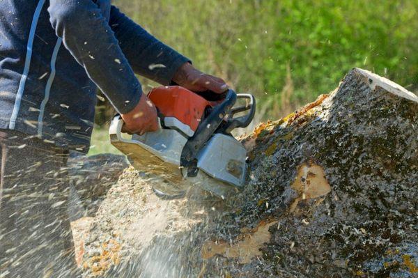 Our expert team will take care of all the tree removal needs you asked for including getting rid of the wood itself...