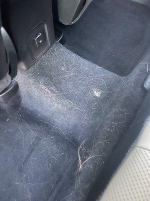 This is the dog hair in the rental they gave me TODAY that they "don't allow pets in"