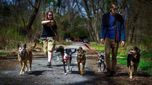 Social walks with all our friends!