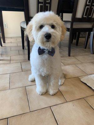 Charlie puppy post grooming! Love the bow tie!