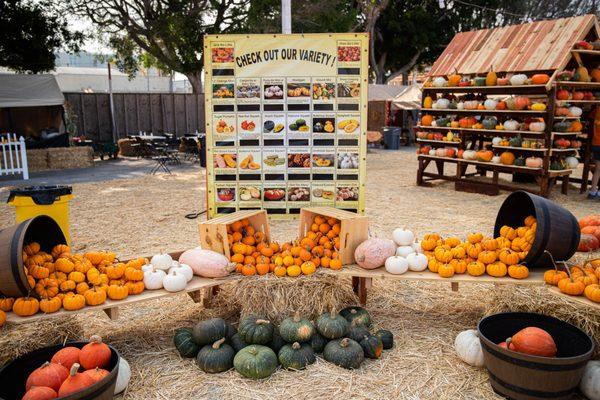 Amazing selection of pumpkins and gourds!