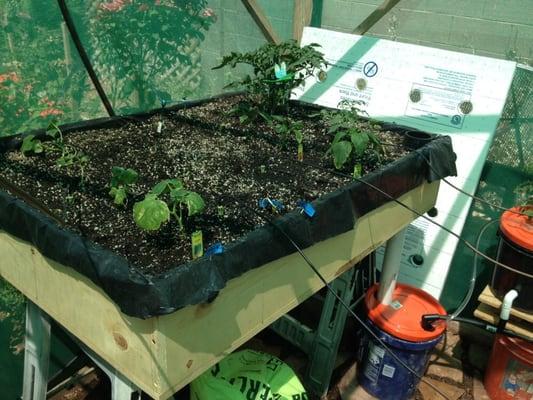 see the lid to my other table which was another type called a float table but the wind last week blew it off all lil plants died