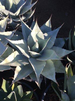 Agave D.