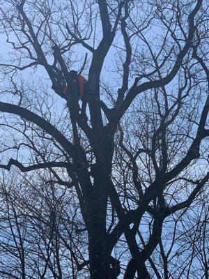 Northeast Pruning & Tree