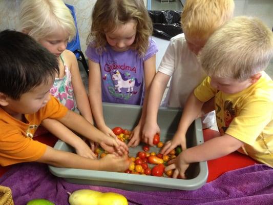 From Garden to Table--The children are washing tomatoes.  We will count and sort them, then YEAH, we can eat them!!!