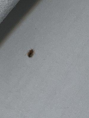 Bed bug crawling in the bed