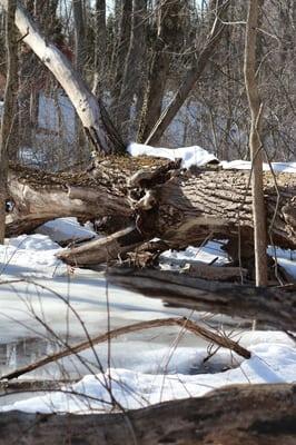 Fallen tree.