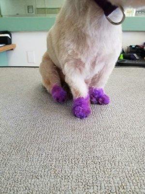 Purple paws tiny