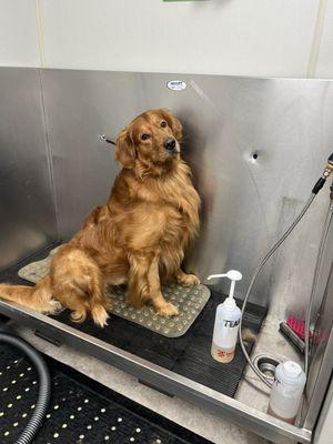 Milo- Dog Grooming - Bath And Brush Only+Nail trim