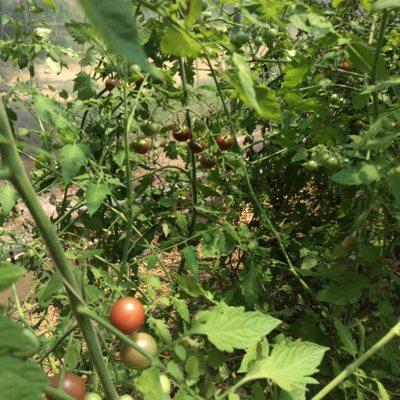 #HoodVeggies High Wind tunnels make growing year round possible! We have your safe food Covered!