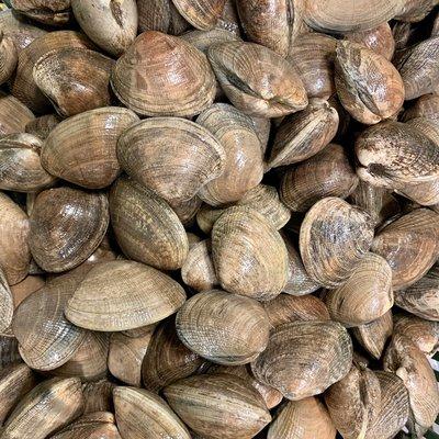 Manila Clams available in 3 & 5 pound bags. Can hand pick your own as well.