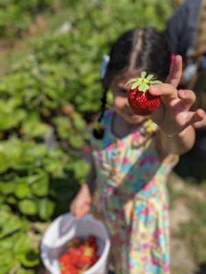 DJ's Berry Patch