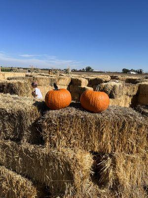 Berry Patch Farms