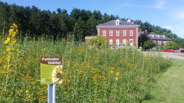 Pollinator garden.