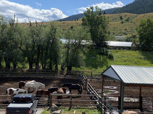 Horses standing In their own waste.