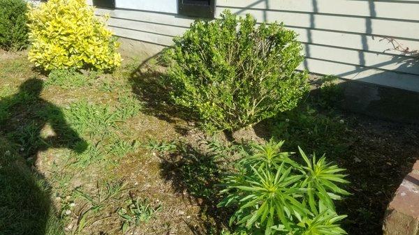 No thats not a bush....its a big ass weed 1 of many....beds not cultivated, ever !!