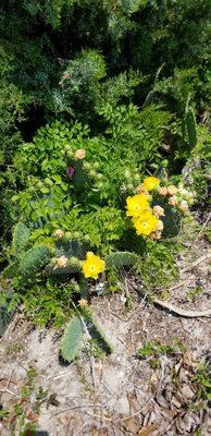 Beautiful cactuses