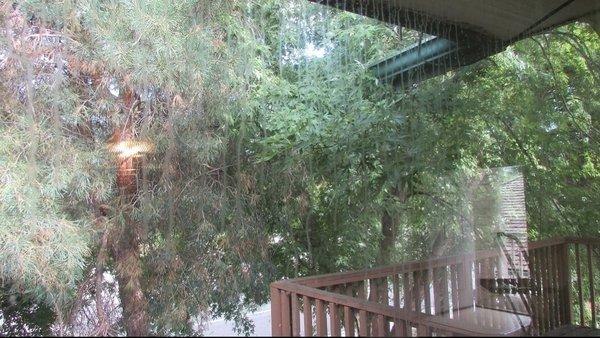 One of the filthy windows. This is looking out living room.