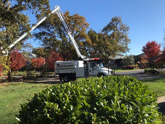 Bucket truck with Connor trimming the crown of our trees plus getting rid of deadwood.