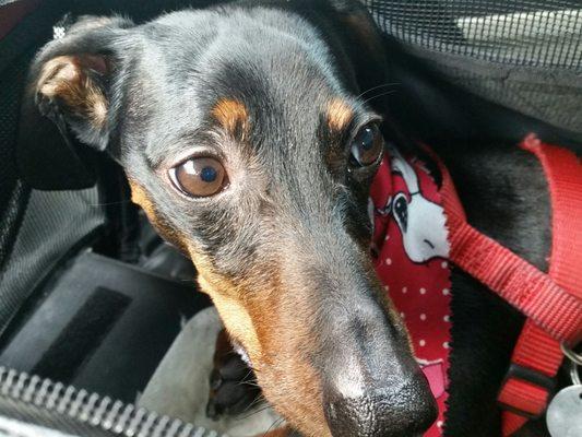 On special holidays my shadow gets a bandana!