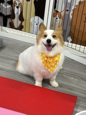 Corgi ^^