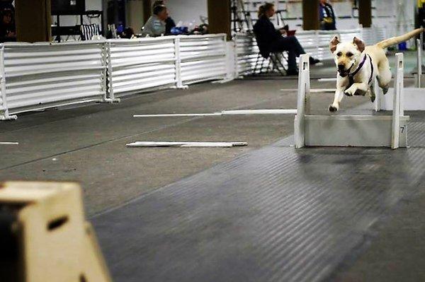 Flyball at TCOTC