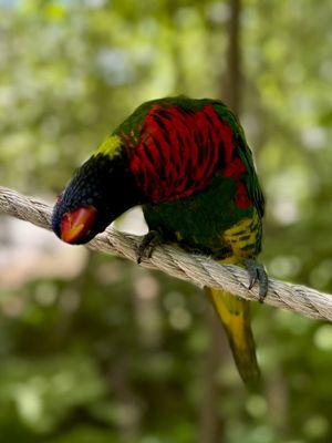 The colorful parrots