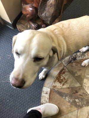 Sweet dog inside the store.