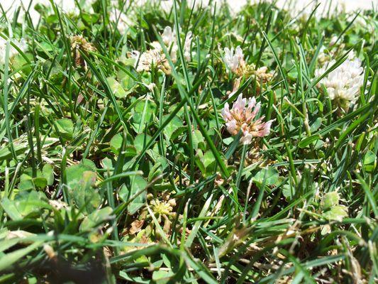 Clover does well in neglected lawns and attracts bees.