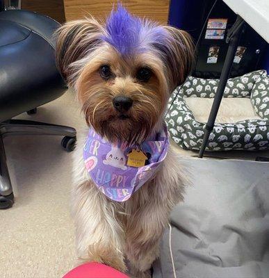 Dog with a purple mo-hawk and a matching purple bandana.