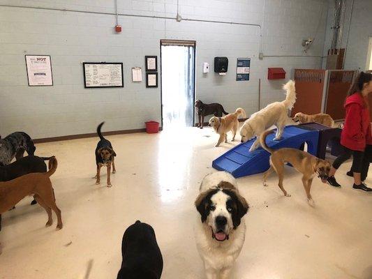 Indoor Play Area 4 for large dogs!