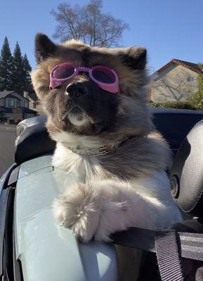 Coconut enjoying her car after Auto Haven repaired it!